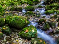 Pilzgruppe und bemooster Bachlauf - Steinbach